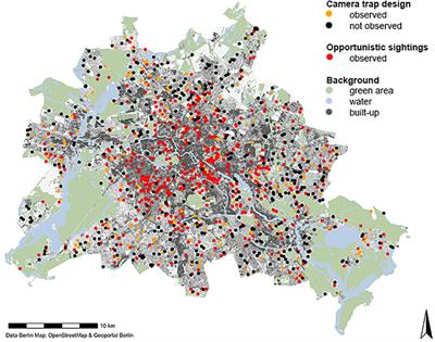 Data-integration of opportunistic species observations into hierarchical modeling frameworks improves spatial predictions for urban red squirrels